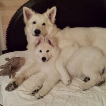 Alles für Hunde Hunde sind der perfekte Begleiter