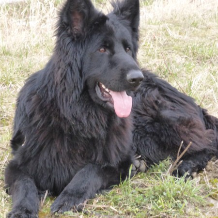 Deckrüde Mammut Mammut