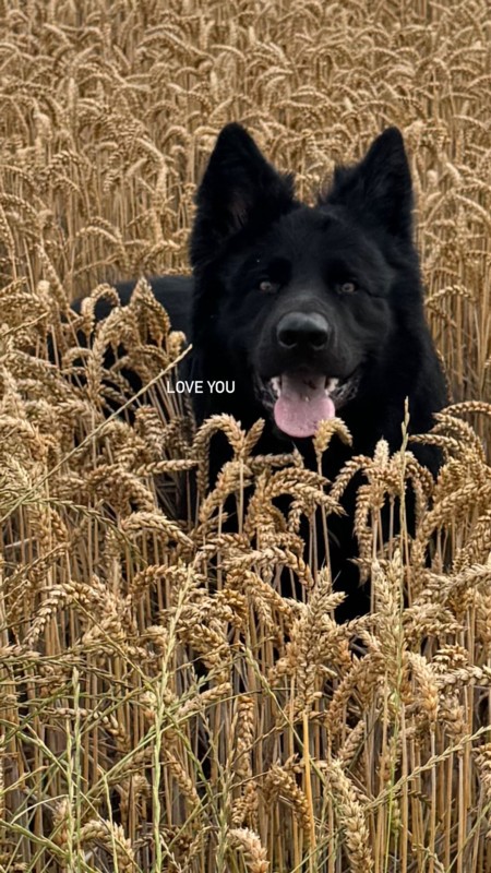 Hilfe für Tiere in Not Eine toller Hünd zum lieb haben