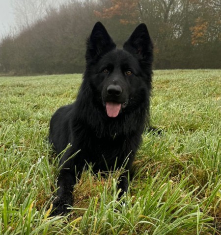 Hilfe für Tiere in Not Streichle mich und Du bist entspannt