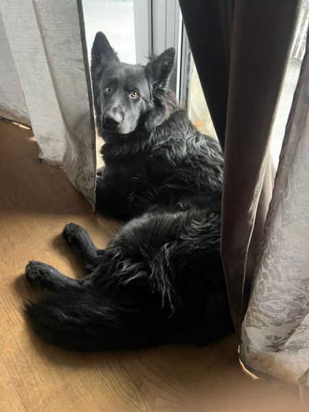 Hilfe für Tiere in Not Lass uns Freunde werden