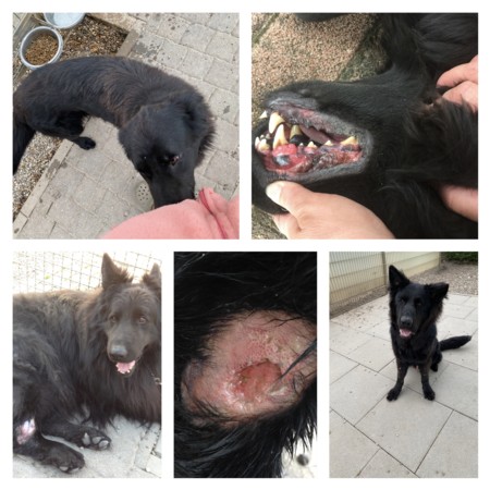 So behandelt man keine Tiere Nur traurig !